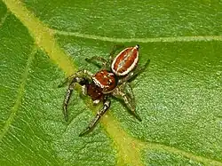 I. hamatus