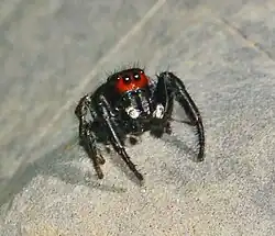 P. seriatus