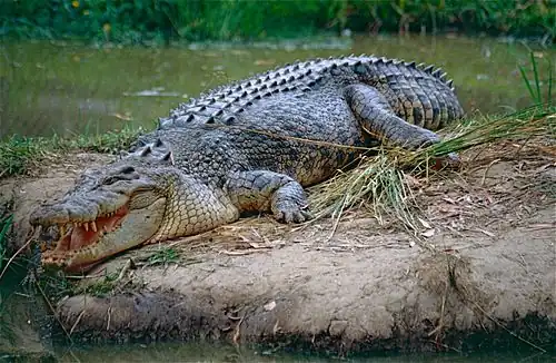 Lateral view