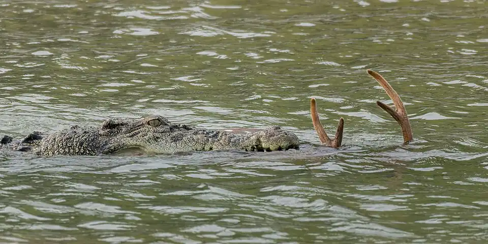 Saltwater crocodile in Sundarbans National Park, West Bengal