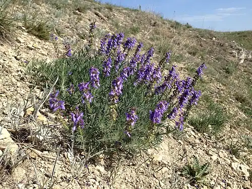 Salvia jurisicii