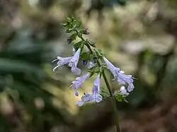 Inflorescence