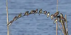 Sand martin, El Rocio