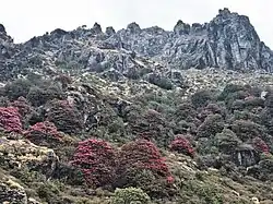 Sandakphu: shrub-clad rocky ridge with toxic, pink-flowered rhododendron species - for which it was (in part) named