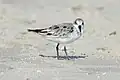 Sanderling on the island of Amrum, Schleswig-Holstein