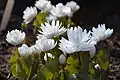Double-flowered bloodroot
