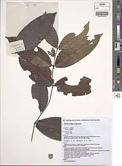 Dried and pressed plant material