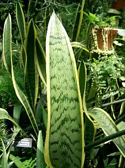 Spinose apical process in Sansevieria.