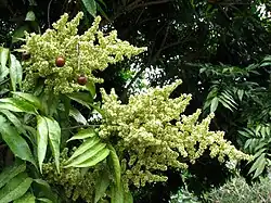 Sapindus Saponaria var. saponaria