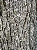 Bark of 30-year-old tree