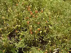 Sarcopoterium spinosum (Rosaceae)