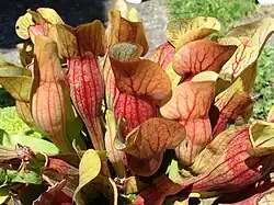 Cultivated S. purpurea, in France