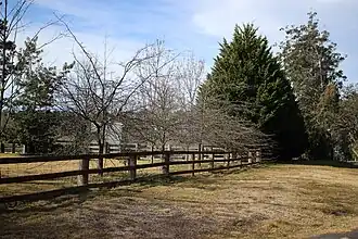Sassafras