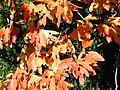 Autumn foliage