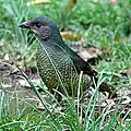 Female