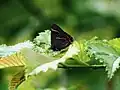White-letter hairstreak on Lutece elm