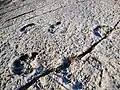 Sauropod footprints along a major trackway.