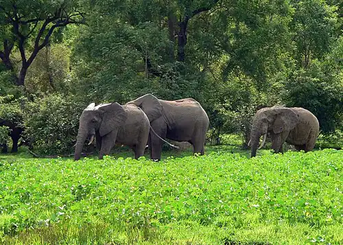 Tropical savanna climate and safaris of the Northern Region