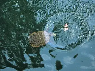 Saw-shelled Turtle in Gadgarra