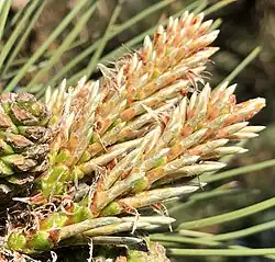 Pinus nigra growth candles covered with thin brownish scale leaves