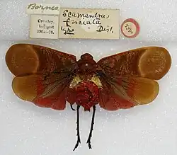 Aphaeninae: Scamandra fasciata (Holotype). Currently regarded as a synonym of Scamandra rosea
