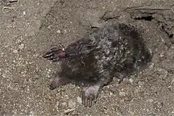 Brown mole