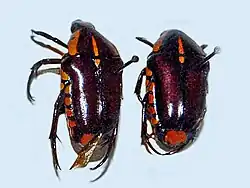 Gnathocera trivittata costata