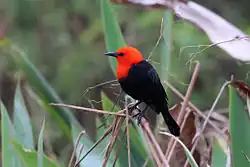 in the Pantanal, Brazil