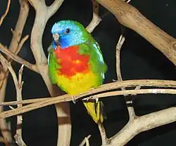 A green parrot with a red chest, a yellow underside, and a blue head