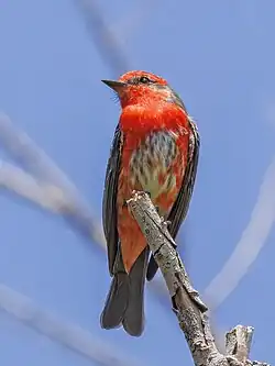 immature male, Argentina