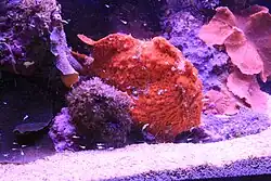 Scarlet frogfish, A. coccineus