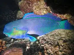 Male