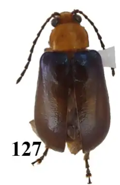 Scelida nigricornis