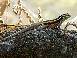 Spiny lizard (S. smithi)