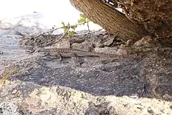 Plateau fence lizard (S. tristichus)