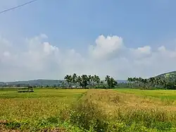 Raia view