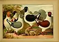 Schachtzabel_1906_Tafel_05 Florentine