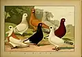 Schachtzabel 1906 Tafel 93