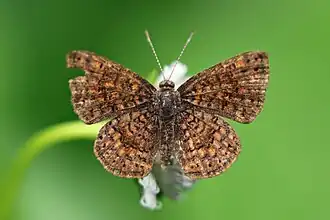 C. schausi Schaus' calephelis, female