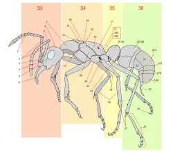 10 = Formicidae scutellum