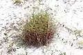 White sand growth form (Arbuckle State Forest, FL)