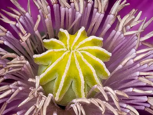 Close-up of the centre of a flower