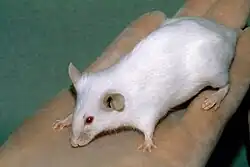Albino SCID mouse