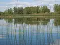 Typical habitat in water. Montana, USA.