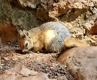 Brown and gray squirrel