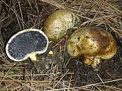 A group of three round, flattened, brown fungal fruiting bodies are arranged on the ground. One of the fruiting bodies is in situ, half-emerged from the soil. The other two have been removed so that the fungal hyphae on the underside, which rooted it to the soil, are visible. One of the uprooted fruiting bodies is intact, and part of it is stained dark brown. The other is cut in half, and the cross section displays black gleba surrounded by a thin, white, protective layer known as the peridium.