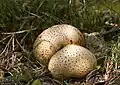 Scleroderma citrinum