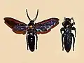 M. p. procer from Sumatra