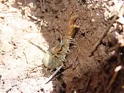 S. viridis viridis