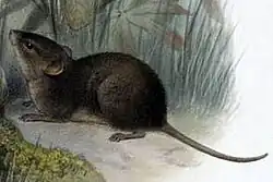 Drawing of brown mouse